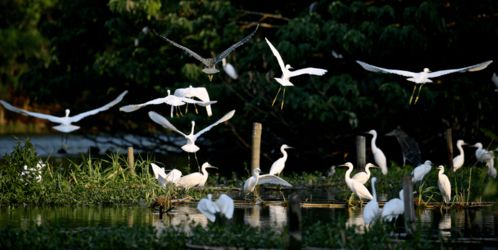 神舟旅游特制奉獻 常熟全域旅游產(chǎn)品 系列二 沙家浜一日游
