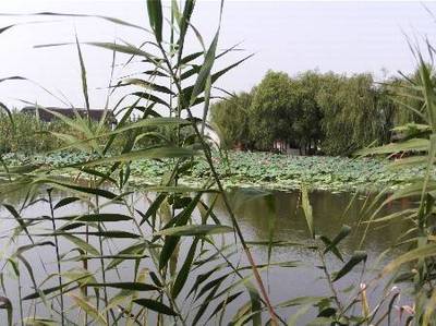 沙家浜 父親節的紅色記憶與江南水鄉之旅